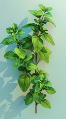 Wall Mural - Oregano sprig with green leaves on blue background