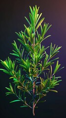 Wall Mural - One rosemary sprig shines in vibrant light on dark background