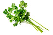 © peerawat - Single sprig of fresh mint and a few coriander leaves, isolated on a white background, highlighting their vibrant green color and health properties