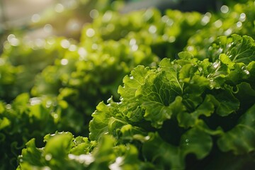 Close-up of fresh green lettuce leaves bathed in sunlight in a garden. Perfect image for agriculture, gardening, or healthy eating concepts.