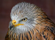© Paul - The red kite is a medium-large bird of prey in the family Accipitridae, which also includes many other diurnal raptors such as eagles, buzzards, and harriers.
