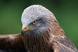 © Paul - The red kite is a medium-large bird of prey in the family Accipitridae, which also includes many other diurnal raptors such as eagles, buzzards, and harriers.
