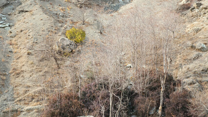 a green tree in the mountain surrounded by dead trees