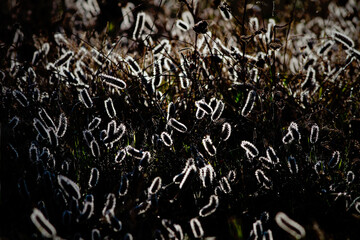 Poster - Backlit hairy plants in the evening