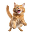 © Papugrat - jump orange cat isolated on transparent background cutout