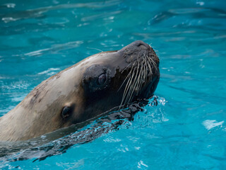 Sea lion from Cabárceno Park in Cantabria (Spain)