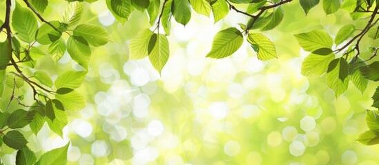 Wall Mural - Green leaves in the background, depicting either a summer or spring season, with ample copy space image available.