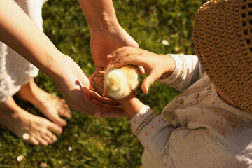 Poster - Mother and her little daughter with cute chick on sunny day, closeup