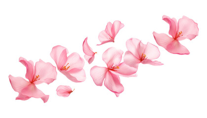 Wall Mural - flying pink magnolia flowers isolated on transparent background cutout