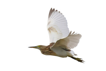 Wall Mural - Beautiful flying Javan Pond Heron isolated on transparent background png file