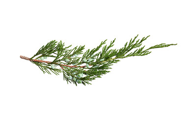 Wall Mural - juniper branch with berries isolated on white background. design element for creating holiday compos
