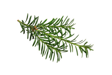 Wall Mural - green branch of coniferous tree (yew) isolated on white background. design element for creating holi