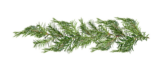 Wall Mural - christmas garland of yew and juniper branches. design element for creating holiday compositions, col