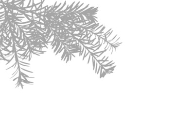 Wall Mural - pine tree branches shadow overlay on white background. overlay effect for photo, mockup, posters, wa