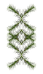 Wall Mural - abstract geometric composition of coniferous branches. christmas symmetrical geometric pattern. desi