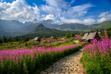 Wall Mural - beautiful summer in the mountains - hala gasienicowa in poland - tatras