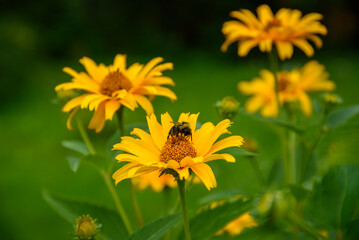 yellow daisies in outdoor park on green grass in mid summer with bee in flower