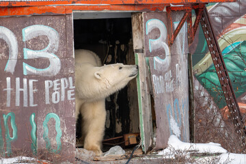 Wall Mural - Polar bear in abandoned radar station