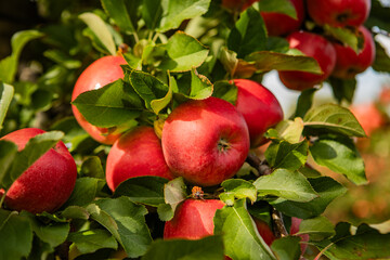 Wall Mural - Ripe Red Apples on Tree Branches in Orchard Under Sunlight with Green Leaves and Blurred Background of Fruit Trees and Path