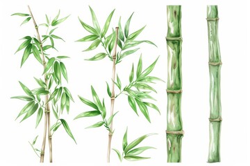 Naklejka na meble Bamboo illustrated with graceful watercolor stalks isolate on white background