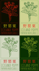 Wall Mural - Set of drawing ICELAND POPPY in Chinese in various colors. Hand drawn illustration. The Latin name is PAPAVER NUDICAULE L.