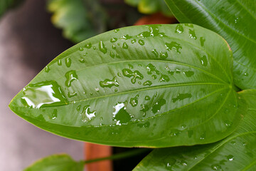 green leaf with water drops