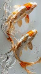 Wall Mural - Two Koi Fish Leaping From Water