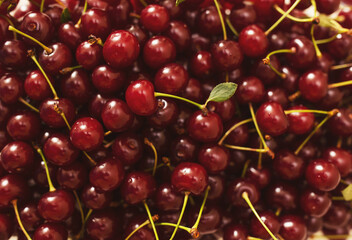 Close up of pile of ripe cherries with stalks and leaves. Large collection of fresh red cherries. Ripe cherries background. Cherry background, top view. summer juicy fruits