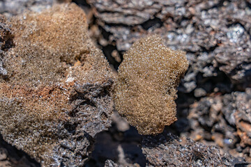  Reticulite is an extreme form of pumice in which all bubbles have burst and become interconnected, tenuously held together by glassy threads. Hawaii Volcanoes National Park. kilauea volcano  1969 