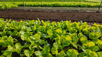 Fresh green lettuce growing in rows on a sustainable organic farm, promoting eco-friendly agriculture and healthy eating habits