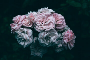 Wall Mural - A close up of pink garden roses with rain drops