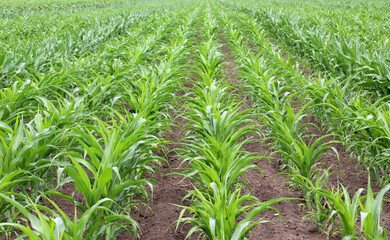 Wall Mural - Young corn grows on the farmer's field.