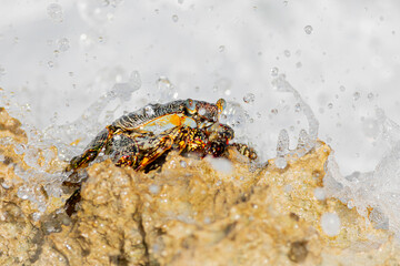 Wall Mural - Sally Lightfoot Crab splashed by a wave in the afternoon Caribbean sun in Akumal Bay Mexico.