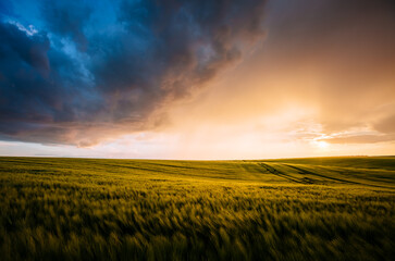 Poster - Spectacular scene of agricultural land in the sunlight in the evening.