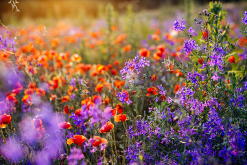Aufkleber - Small purple wildflowers of Consolida regalis and red poppies in spring meadow.