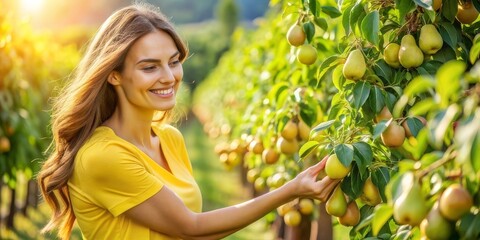 Woman picking ripe pears in a sunny orchard