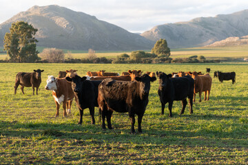 Wall Mural - Group of young black and brown steers in the meadow and mountains