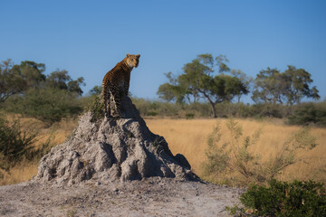 Wall Mural - Africa wildlife. Panthera leopard, Panthera pardus, levhart, predator native Africa, Botswana. Wildlife, typical environment of leopard subspecies. On the rock. National park Moremi, Okavango, Kwai.
