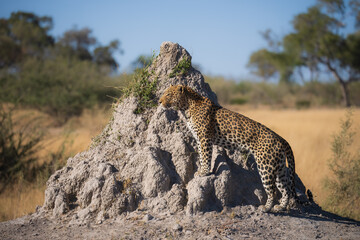 Wall Mural - Africa wildlife. Panthera leopard, Panthera pardus, levhart, predator native Africa, Botswana. Wildlife, typical environment of leopard subspecies. On the rock. National park Moremi, Okavango, Kwai.
