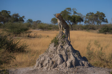 Wall Mural - Africa wildlife. Panthera leopard, Panthera pardus, levhart, predator native Africa, Botswana. Wildlife, typical environment of leopard subspecies. On the rock. National park Moremi, Okavango, Kwai.
