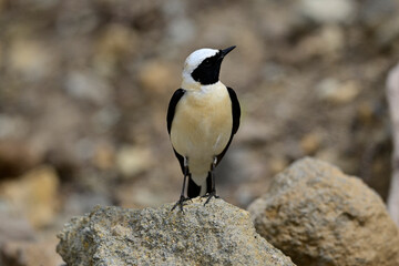 Sticker - Balkansteinschmätzer // Eastern Black-eared Wheatear (Oenanthe melanoleuca) - Milos, Greece