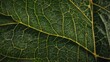 © shadmehr - Close-up of a green leaf showing intricate vein patterns and texture, perfect for nature-inspired designs, backgrounds, and eco-friendly projects.