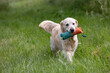 © Birgit Reitz-Hofmann - Golden Retriever with a dummy in its mouth