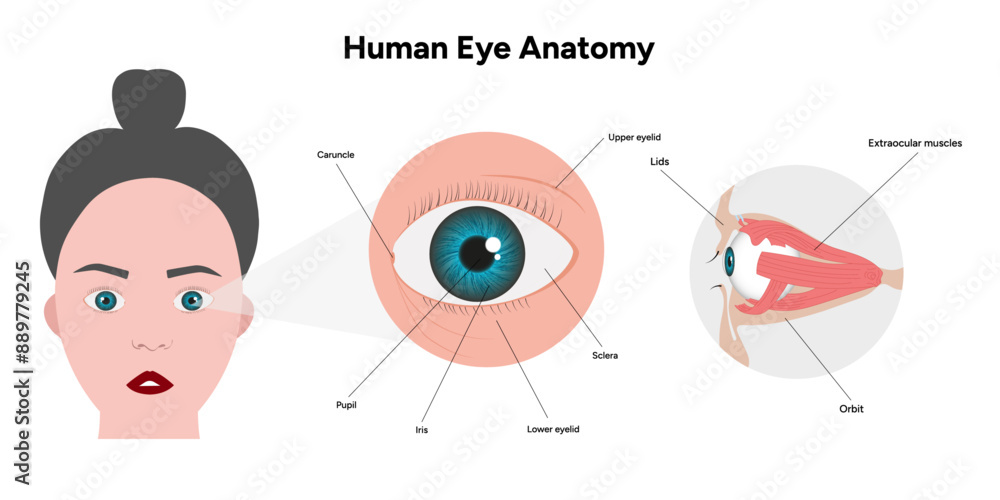 Human Eye Anatomy, medical diagram, Structure of human eye Stock Vector ...