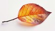 © Damerfie - A single, vibrant autumn leaf stands out against a stark white background, highlighting its rich colors and intricate details, a true representation of autumn’s simplicity and beauty.