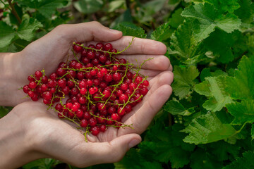 Poster - Red Ribes