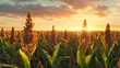 © Ahmad - Biofuel and Food Sorghum Plantation industry in sunset Field of Sweet Sorghum stalk and seeds Millet field Agriculture field of sorghum named also Durra Milo or Jowari Healthy nutrients