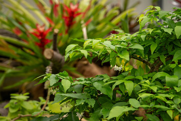 Poster - Beautiful tiny flowers and green leaves.