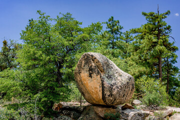 Wall Mural - A lone granite boulder sits in the pine forest surrounding Prescott Arizona