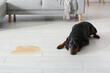 © Pixel-Shot - Cute Dobermann dog with wet spot on floor at home
